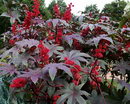 castor bean, Castor Oil Plant, palma Christi, Wonder Tree, Higuerilla, Steadfast,کرچک روغنی
